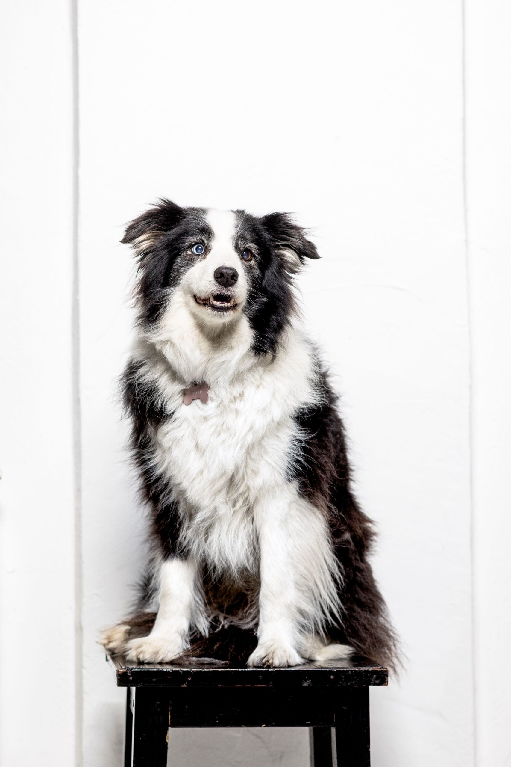 blue_border_collie
